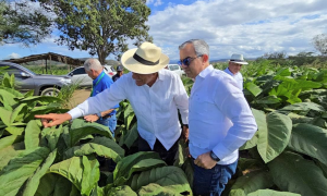rd-cuenta-con-29-zonas-tabacaleras-en-15-provincias,-segun-intabaco