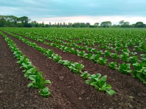 republica-dominicana-produce-330-mil-quintales-de-tabaco-al-ano,-segun-intabaco