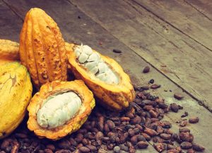 el-cacao-dominicano-se-posiciona-como-“oro-agricola”-en-el-mercado-internacional