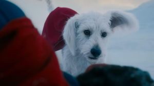 “efecto-krypto”:-aumentan-adopciones-de-perros-en-ee-uu.-tras-estreno-de superman