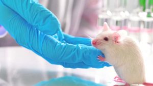 revelacion-cientifica:-el-impacto-del-alzheimer-en-la-inmunidad-intestinal-de-los-ratones