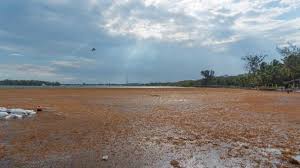 sargazo-obliga-a-la-salida-temporal-de-la-planta-aes-andres-en-boca-chica