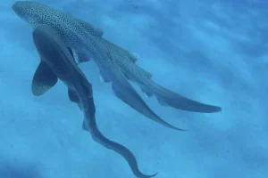 captan-por-primera-vez-a-un-trio-de-tiburones-leopardo-apareandose-en-la-naturaleza
