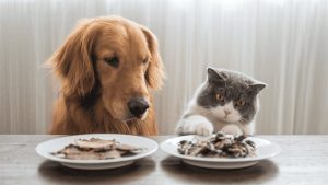 comida-casera-o-procesada:-expertos-debaten-que-es-mejor-para-las-mascotas