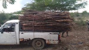medio-ambiente-decomisa-mas-de-350-varas-de-palo-amargo-y-kina-en-valverde