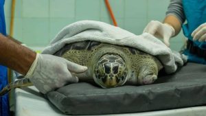 la-tortuga-mochita-recibira-protesis-3d-gracias-a-colaboracion-con-itla