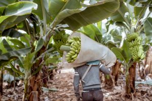 productores-de-banano-en-rd-y-otros-paises-latinoamericanos-protestan-por-bajos-precios