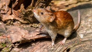 aumentan-los-casos-de-hantavirus-y-la-region-centro-concentra-el-70%