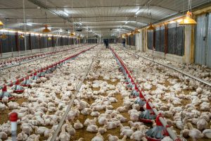 ada-afirma-que-no-habra-escasez-ni-aumento-en-el-precio-del-pollo-en-diciembre