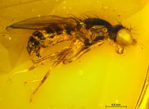 cientificos-del-museo-americano-de-historia-natural-descubren-70-nuevas-especies-en-2025