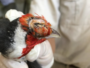 rescatan-mas-de-200-especies-en-peligro-de-extincion-vendidas-por-redes-sociales-en-argentina