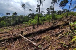 deforestacion-en-la-amazonia-colombiana-cae-un-25-%-en-los-primeros-nueve-meses-de-2025