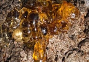 cientificos-descubren-nueva-especie-de-arbol-productor-de-ambar-en-el-sur-de-mexico
