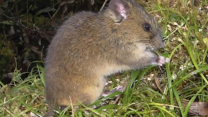 ecuador-descubre-nueva-especie-de-roedor-amazonico