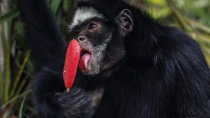 zoologico-de-brasil-da-helados-a-sus-animales-ante-fuerte-calor
