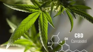 Estudio sugiere que el cannabidiol podría ayudar a tratar efectos del alcohol fetal