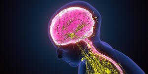 el-sistema-nervioso-podria-intensificar-las-lesiones-despues-de-un-infarto