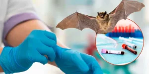 virus-nipah:-lo-que-necesitas-saber-sobre-esta-amenaza-silenciosa