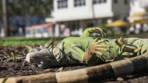 Capturan más de 2.000 iguanas aturdidas por el frente frío en Florida