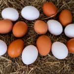  Dicen RD producirá más de 400 millones de huevos de mesa febrero