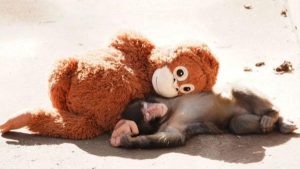 La conmovedora historia de Punch y su inseparable peluche