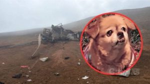 un-perro-sobrevive-al-accidente-de-helicoptero-que-dejo-15-muertos-en-peru,-segun-medios
