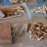 Concluye primera fase de búsqueda de restos del cacique Enriquillo en Azua