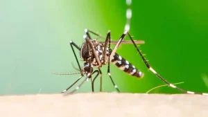 Brote de chikungunya en Salta: cuáles son los síntomas y cómo prevenir la transmisión