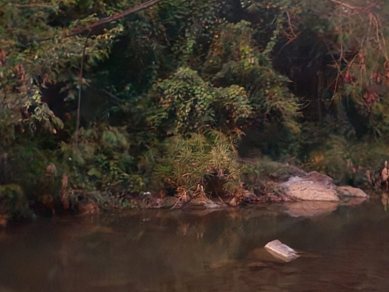 El guanillo: planta usada como papel en el Antiguo Egipto que también crece en suelo dominicano