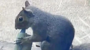 capturan-a-ardillas-‘vapeando’-con-cigarrillos-electronicos