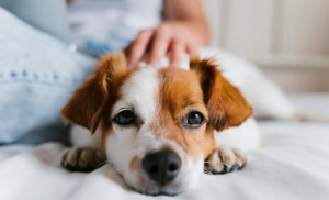 brasil-legaliza-la-custodia-compartida-de-mascotas-para-evitar-disputas