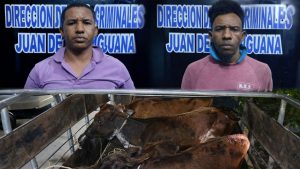 ¡cuatreros!-pn-apresa-a-“medina”-y-“papito”-por-robo-de-reses-en-san-juan
