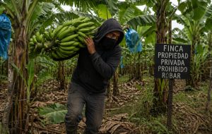 Agricultor mata hombre que robaba plátanos y auyamas en su propiedad