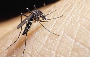 salud-reporta-71-contagios-de-dengue-en-lo-que-va-del-ano