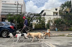 ¡Qué Bien! El auge del paseador de perros: La nueva cara del oficio en el corazón del Polígono Central del DN