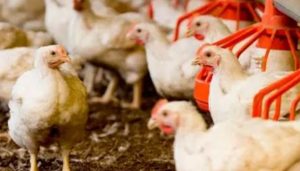 gobierno-destinara-ocho-millones-de-libras-de-pollo-para-estabilizar-el-mercado