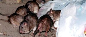 que-es-el-hantavirus,-el-virus-detectado-en-un-crucero-que-deja-tres-fallecidos-en-argentina