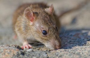 cientificos-investigan-propagacion-del-hantavirus-andes-en-argentina