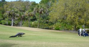 “bienvenidos-a-florida”:-caimanes-pasean-por-un-campo-de-golf