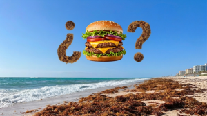 Investigador de Florida busca convertir sargazo en comida