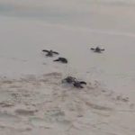 Piden reforzar protección de tortugas y carey durante jornada ambiental en Pedernales