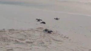 Piden reforzar protección de tortugas y carey durante jornada ambiental en Pedernales