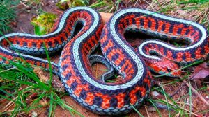 ¿Por qué la Biblia difama a la serpiente en el mito de la creación del mundo?