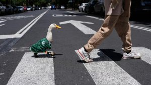 Merlin, el pato de las calles de Ciudad de México, se convierte en la mascota viral del Mundial