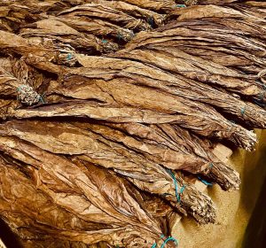 República Dominicana registró crecimiento en exportaciones de tabaco durante 2025