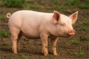 rinon-de-cerdo-permite-esperar-nueve-meses-por-donante