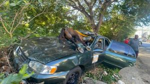 Caballo suelto provoca accidente en carretera Jánico; conductor resulta herido tras impactar contra el animal