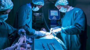 Científicos trasplantan con éxito tejido pituitario humano cultivado en laboratorio a un mono